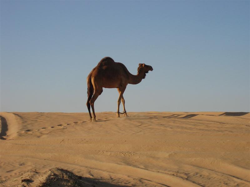 Dubai 5908